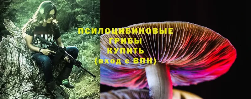 Псилоцибиновые грибы Cubensis  Камень-на-Оби 